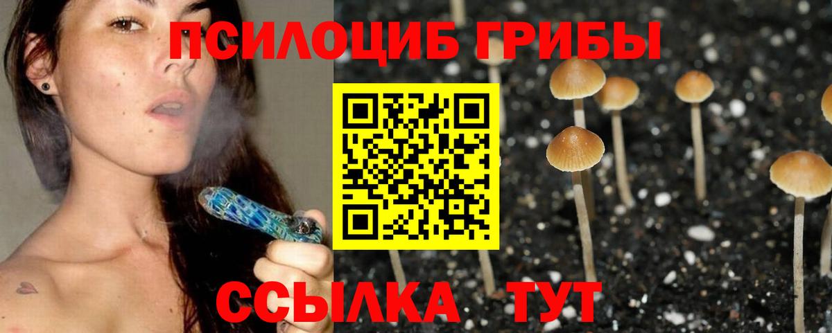 Галлюциногенные грибы Psilocybe Кострома